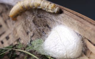 Silkworms, spider genes and bulletproof silk