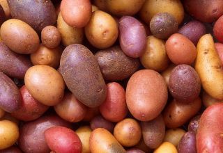 On the joy of a single ingredient: potatoes