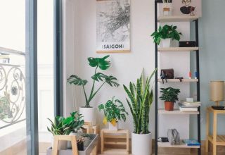 Get a houseplant: join the trend and watch the benefits grow