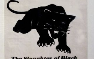 The marvel of the real Black Panthers