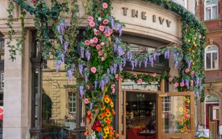 The Ivy: a chain of disappointment
