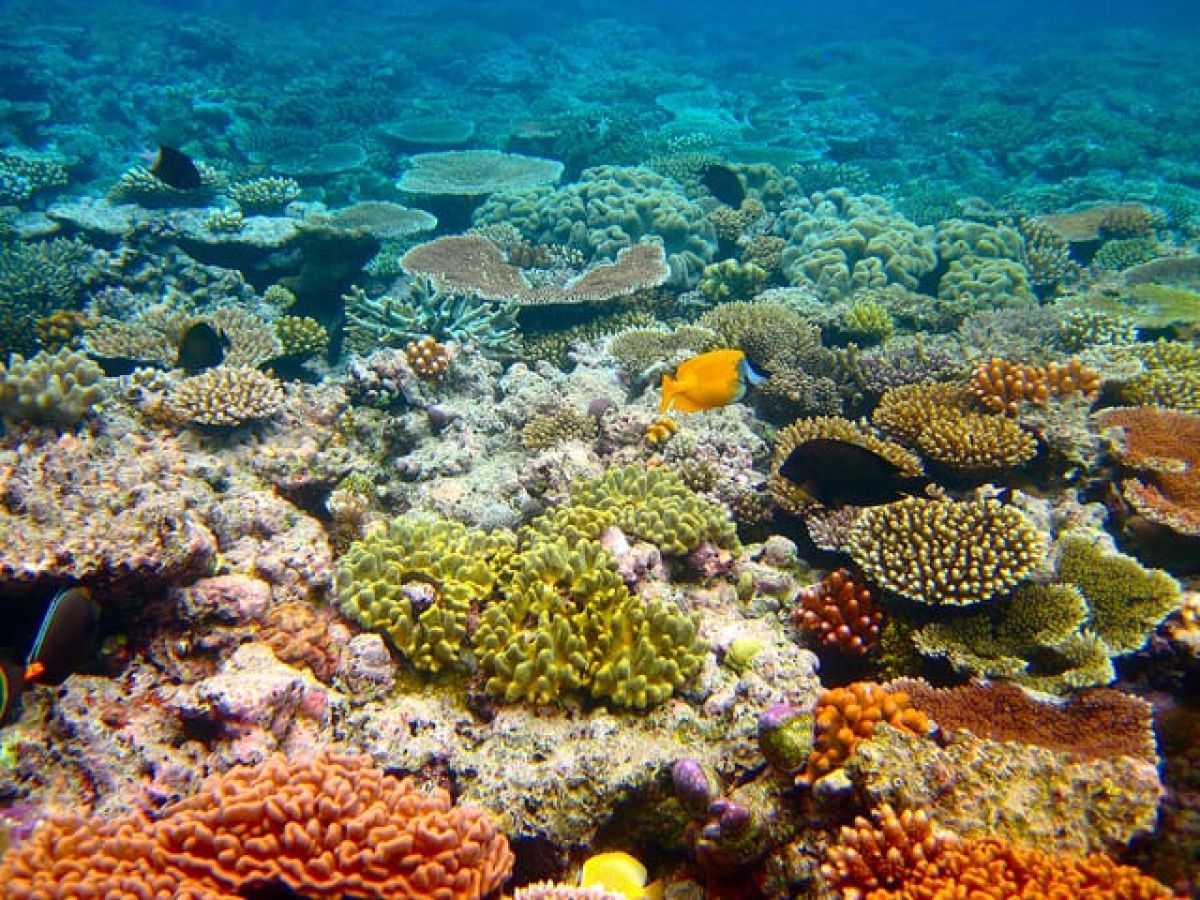 Million tonnes of waste to be dumped in Great Barrier Reef