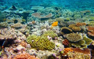 Million tonnes of waste to be dumped in Great Barrier Reef