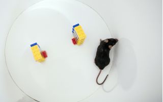 ‘The greater good’: The ethics of animal testing in scientific research