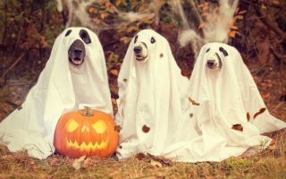 Horrible Histories: The History Behind Halloween Costumes