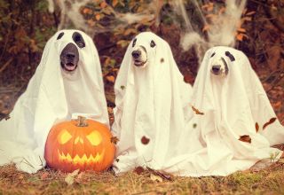 Horrible Histories: The History Behind Halloween Costumes
