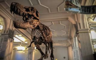 A night at Manchester Museum: Breathing new life into ancient history