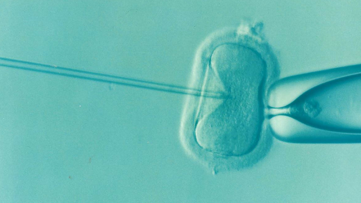 Study shows IVF birth weights are on the rise