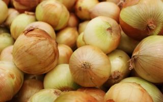 No more tears: tearless onions now sold in the UK