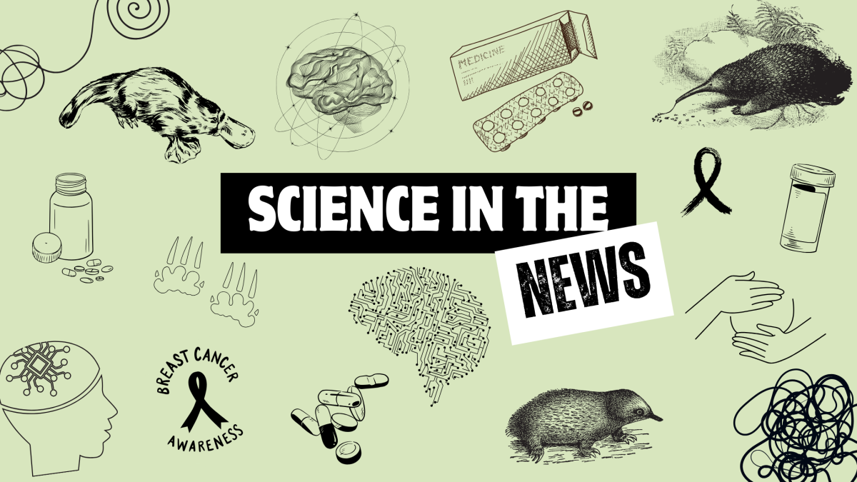 Science in the news 3: Brain implants, rediscovered mammals and mentally time-travelling rats