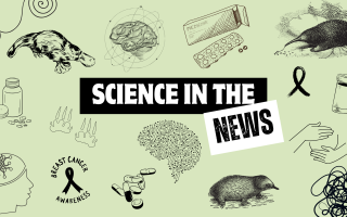 Science in the news 3: Brain implants, rediscovered mammals and mentally time-travelling rats