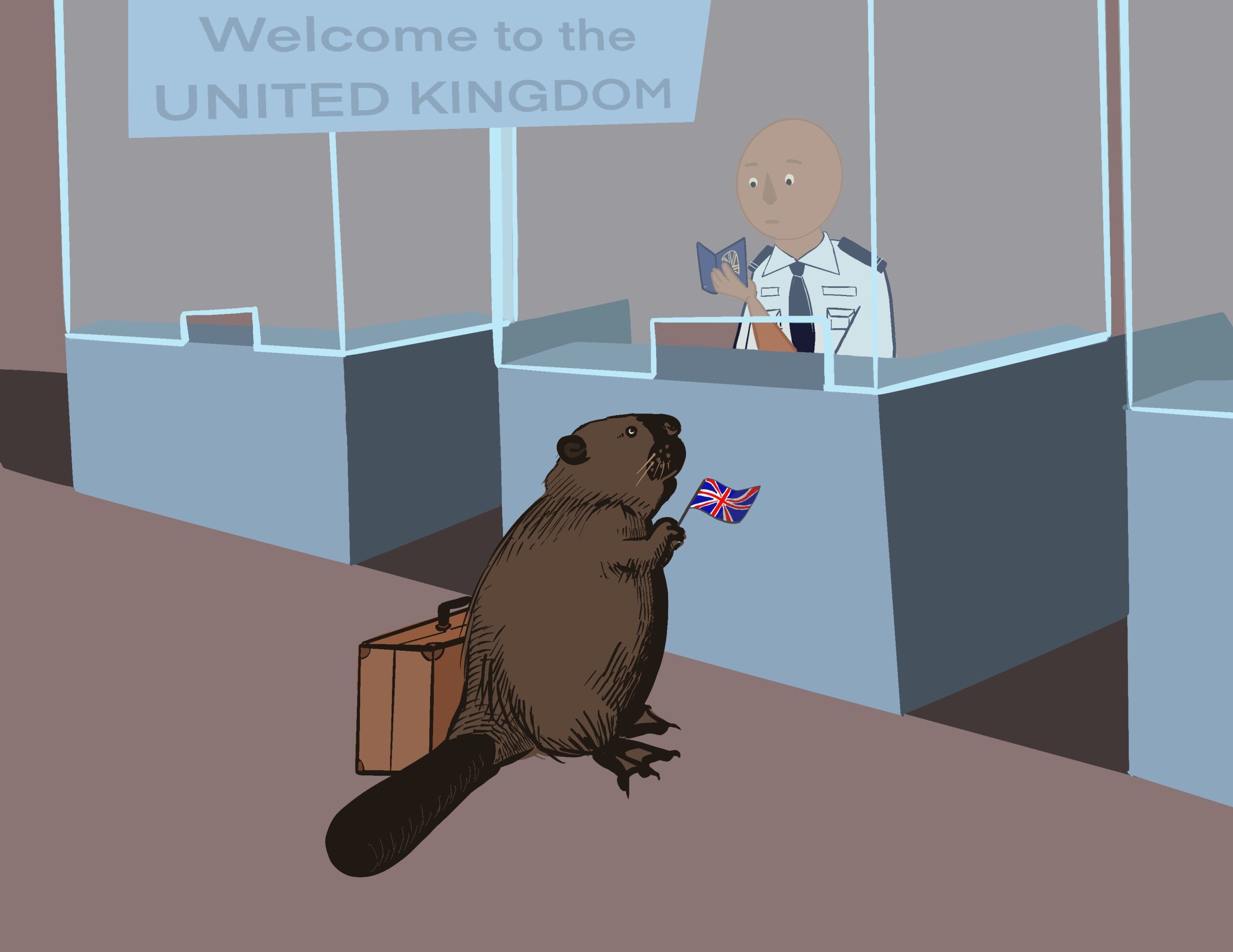 Beavers are back in the UK