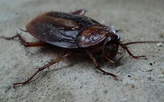 “Living in fear”: Horror as cockroaches infest Owens Park