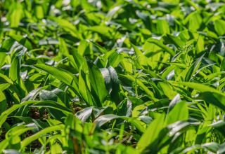 Wild garlic and what to do with it