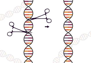 Fascinating or frightening? CRISPR wins the Nobel Prize for Chemistry