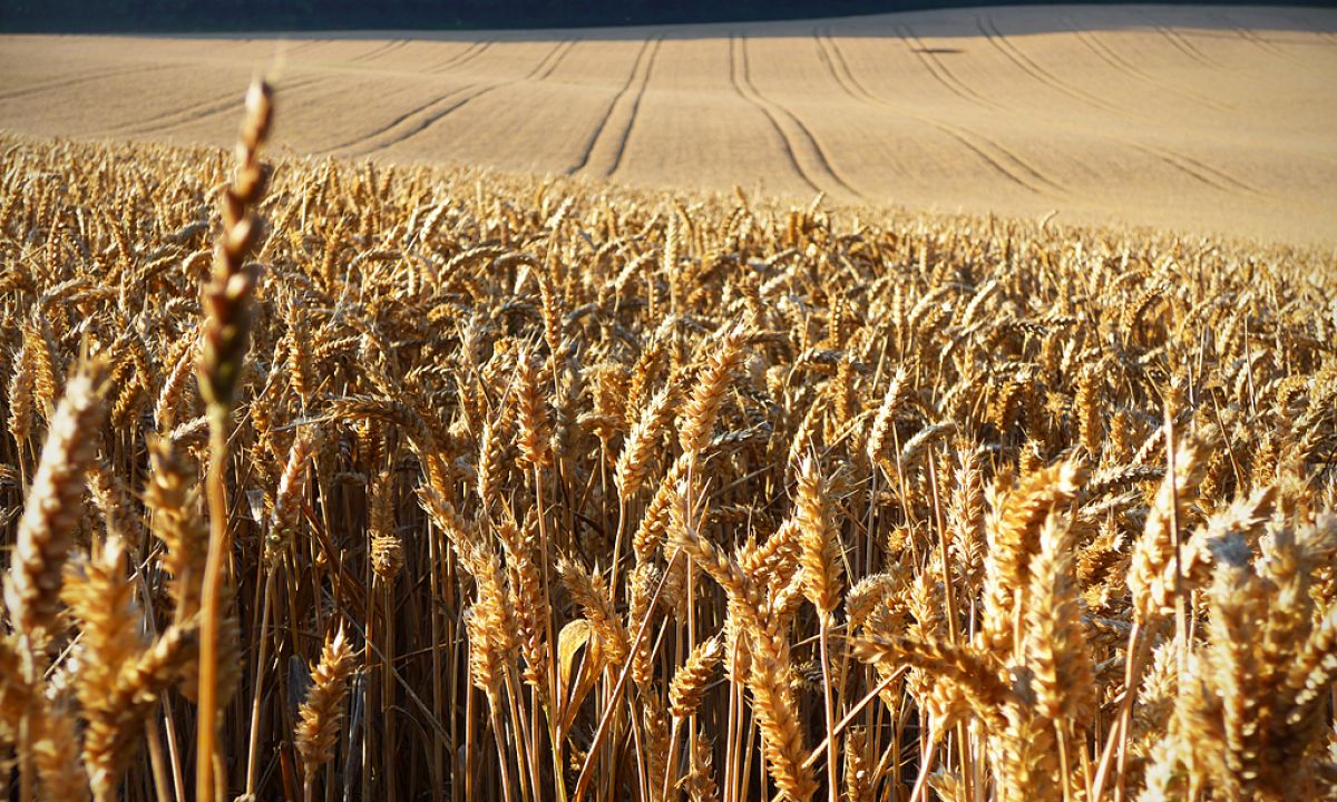 Half of Africa’s wheat imports come from two countries: Ukraine and Russia