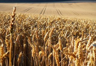 Half of Africa’s wheat imports come from two countries: Ukraine and Russia