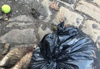 Don’t F*ck with Lambs: Manchester student discovers bin bags brimming with dead animals in Fallowfield