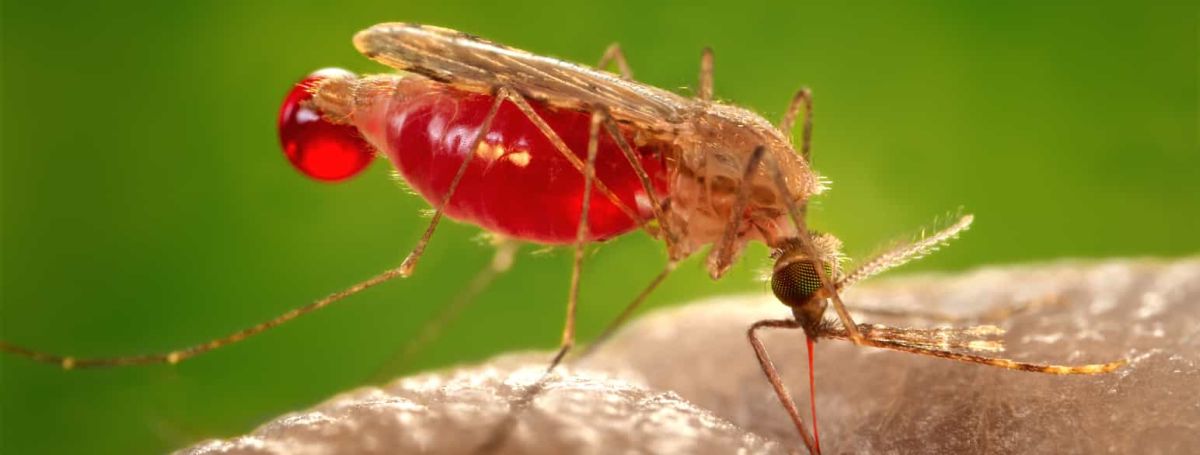 Could Malaria Become a Problem of the Past?