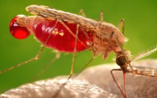 Could Malaria Become a Problem of the Past?