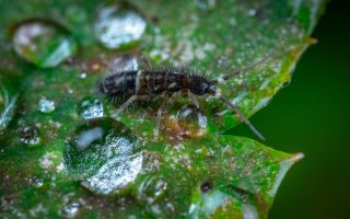 12 Days of Christmas: Ten Springtails A-Leaping