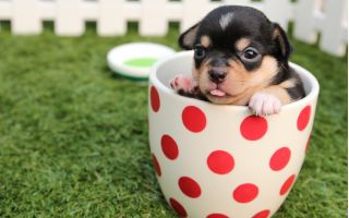 Teacup puppies: the unethical practices behind the cute Instagram posts
