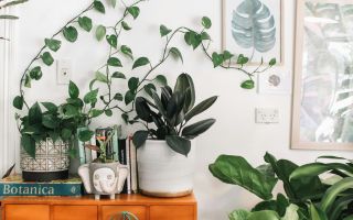 Houseplant heaven: The best plants to brighten up your student home