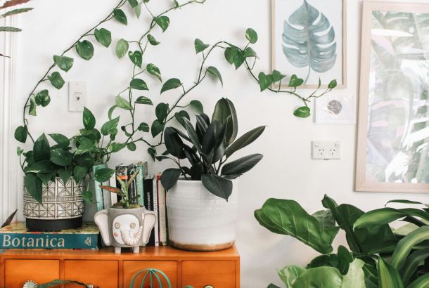 Houseplant heaven: The best plants to brighten up your student home