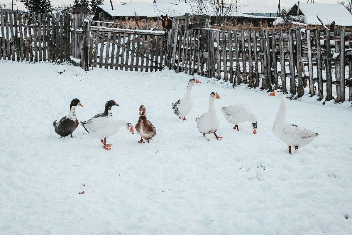 12 Days of Christmas: Six Geese-a-Eaten
