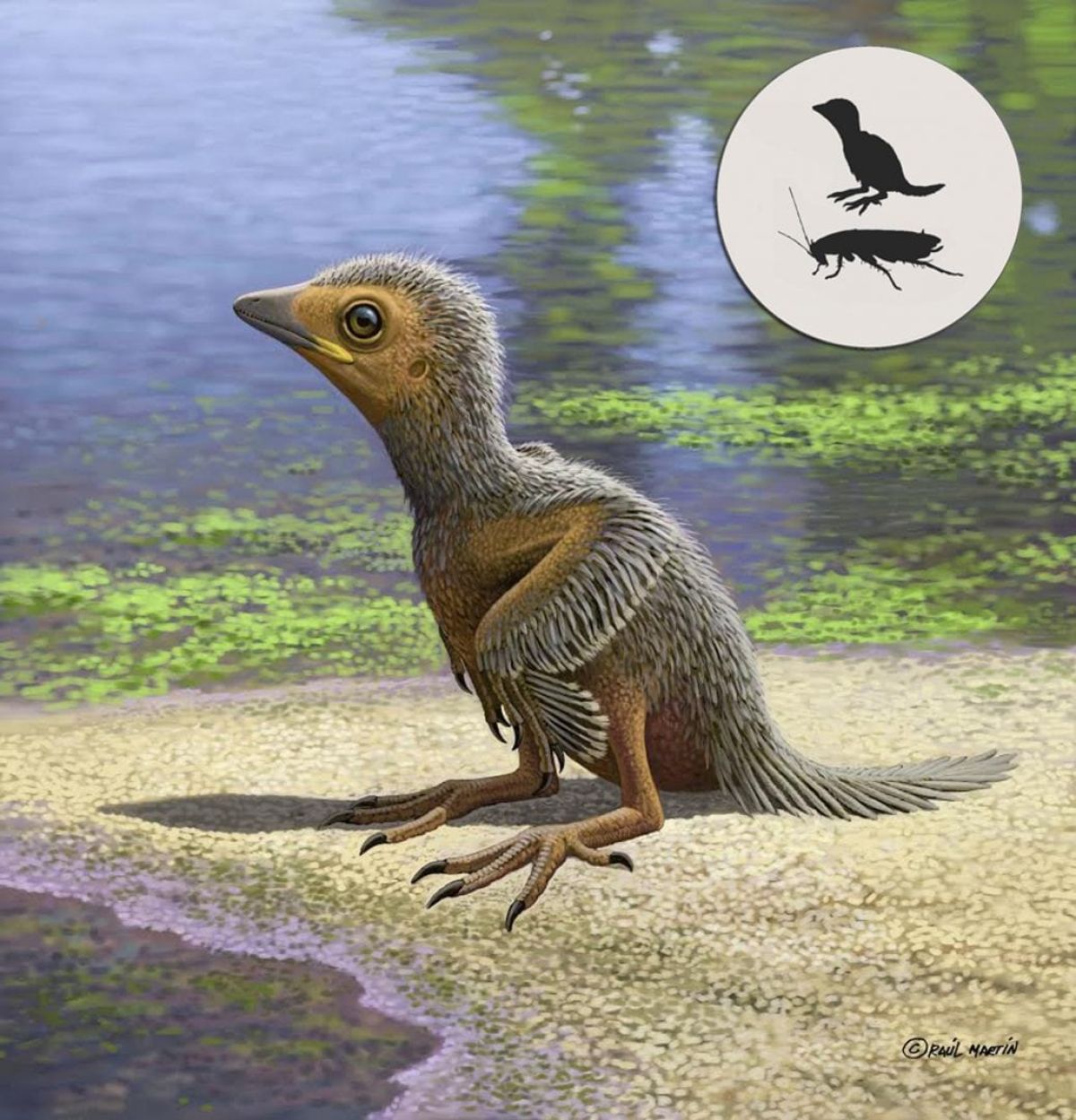 Evolutionary understanding takes flight thanks to baby bird fossil