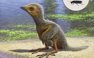 Evolutionary understanding takes flight thanks to baby bird fossil