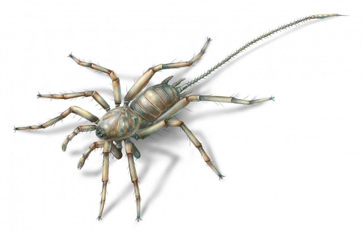 100 million year old spider with tail found in fossil