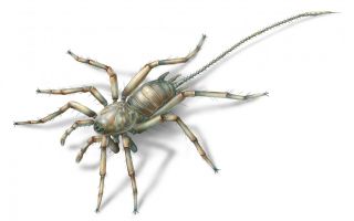 100 million year old spider with tail found in fossil