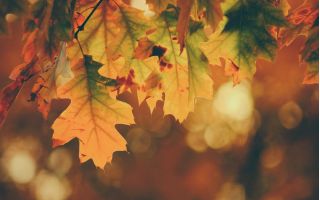 Songs for grey places: A playlist for autumn in the University of Manchester 