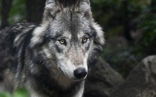 Review: Werewolf
