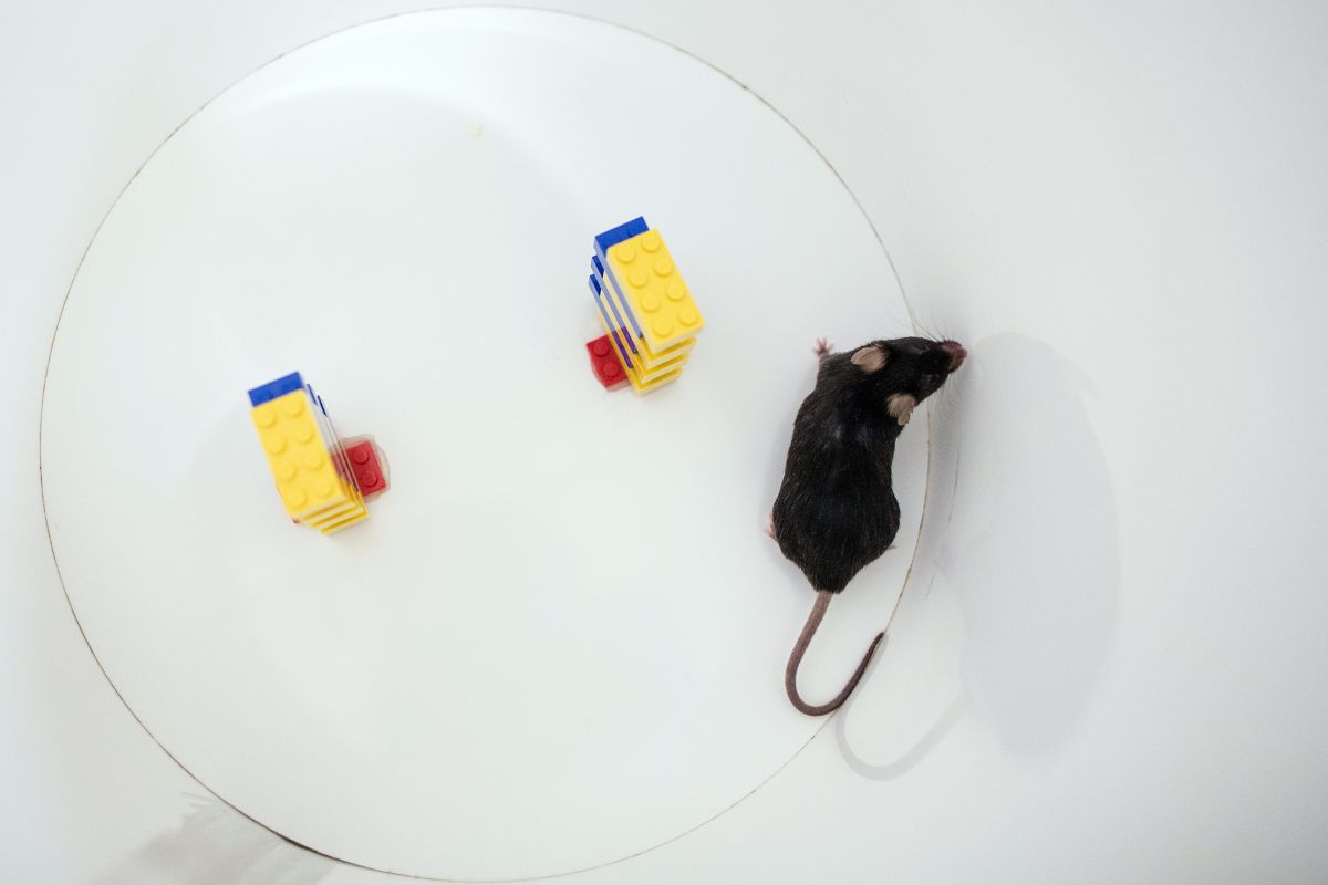 ‘The greater good’: The ethics of animal testing in scientific research