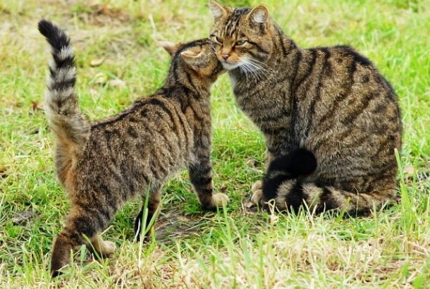 We’re all in this together: Scottish wildcats are merging with domestic cats
