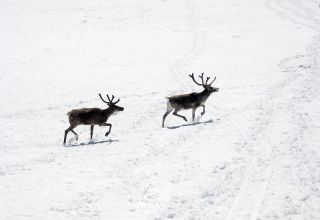 How reindeers keep their cool
