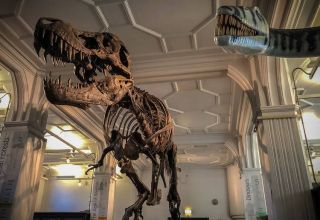 A night at Manchester Museum: Breathing new life into ancient history