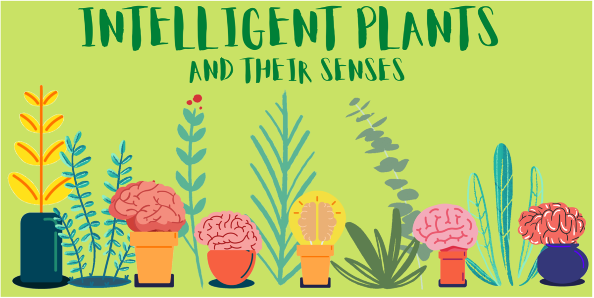 Intelligent plants and their senses