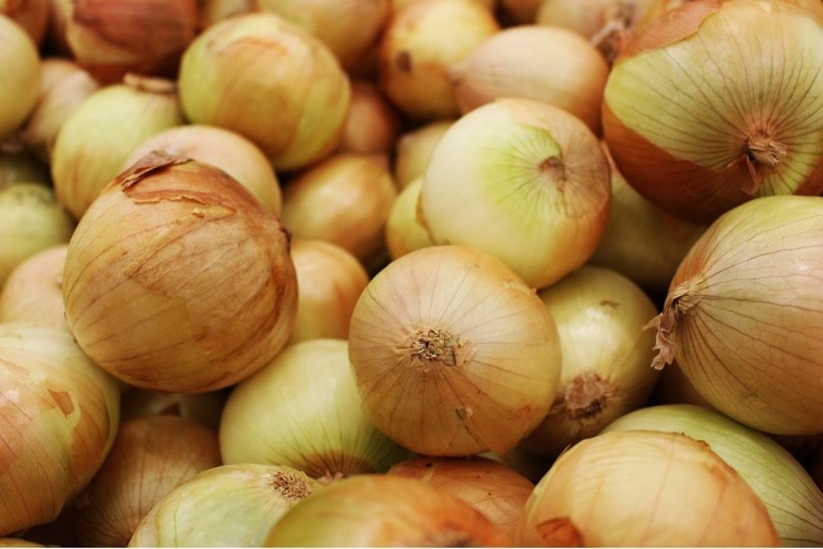 No more tears: tearless onions now sold in the UK