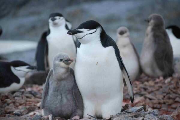 Penguins huddling