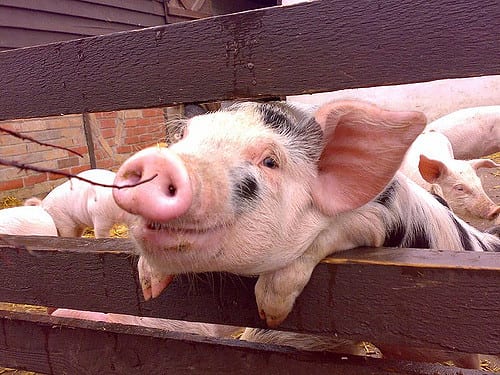 Year of the Pig. Photo: Ed Mitchell @ Flickr