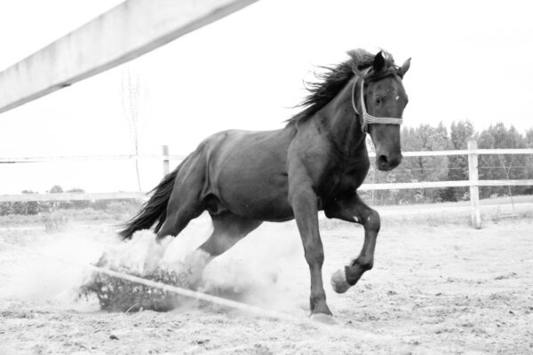 black and white photo of mustange horse running