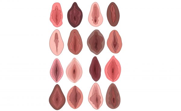 Art by Charlotte Wilcox courtesy of The Vagina Museum