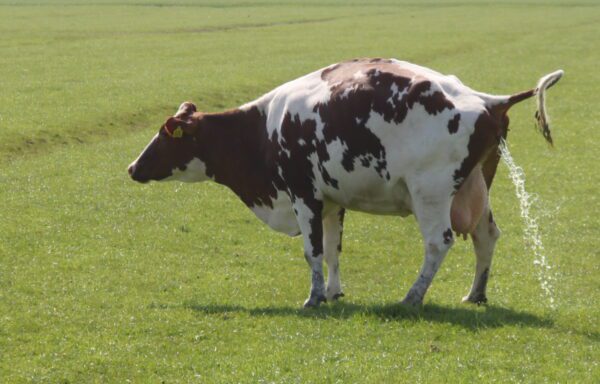 Cow urinating in a field