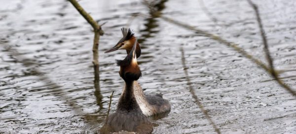 Great Crested Grebes dance at our local lake. Photo: Ethan Mills