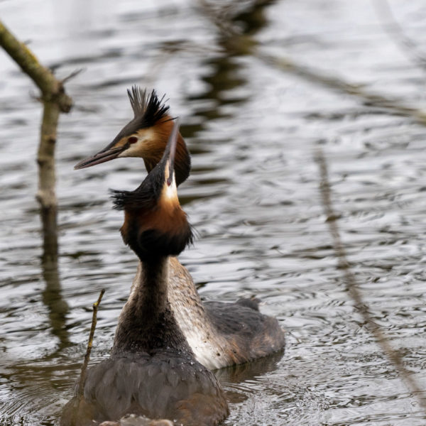 Great Crested Grebes dance at our local lake. Photo: Ethan Mills