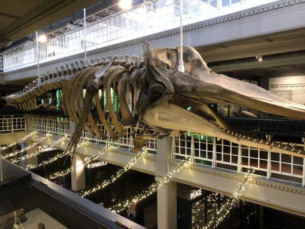 View of a large animal fossil from the 2nd floor of Manchester Museum 
