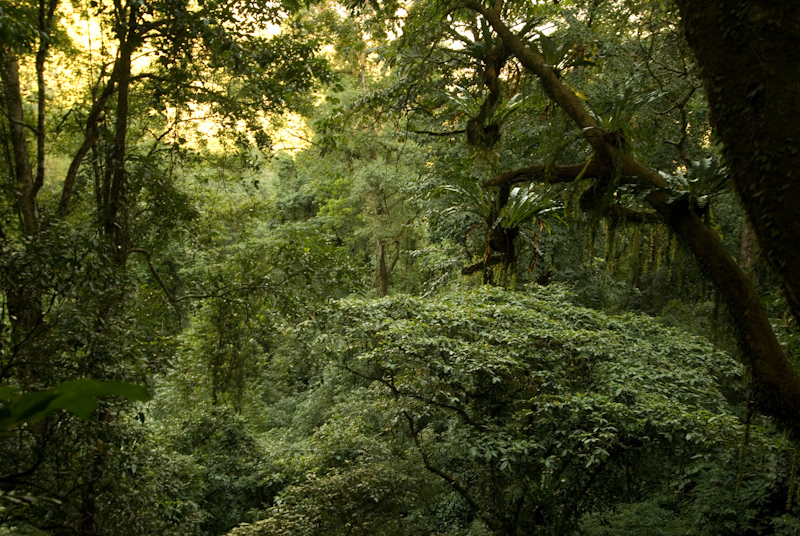 Dense rainforest growth